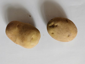土豆