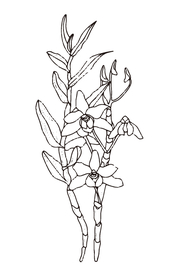 草药 线稿