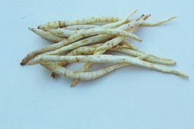 沙参  卤料  草药   香料