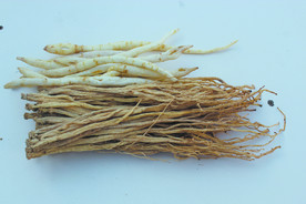 党参  卤料  草药  沙参