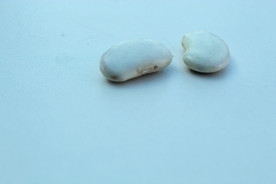 芸豆 白豆 大豆