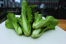 蔬菜 白菜