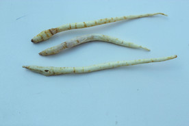 沙参  卤料  草药   香料