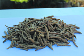 太子参   孩子参