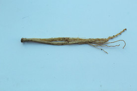 党参  卤料  草药  香料