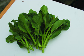 蔬菜  菜苔    白菜