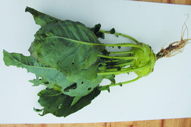 蔬菜   苤兰    设计配图