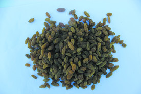 葡萄干  干葡萄  葡萄图片