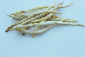 沙参  卤料   草药