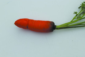 胡萝卜
