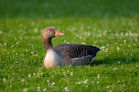 家鹅