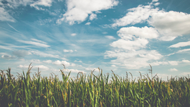 蓝天白云玉米地