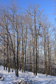 雪景