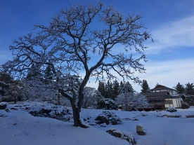 雪景