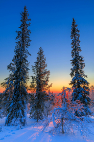 雪景