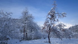 雪景