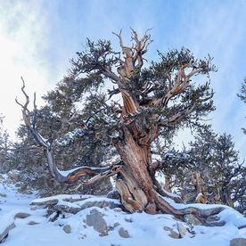 雪景