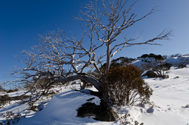 雪景