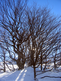 雪景