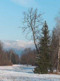 雪景