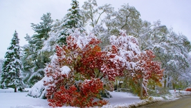 雪景