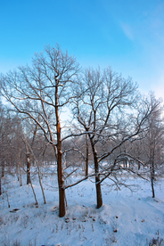 雪景