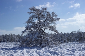 雪景