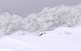 雪景