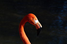 火烈鸟