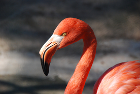 火烈鸟