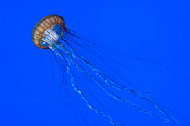 水母