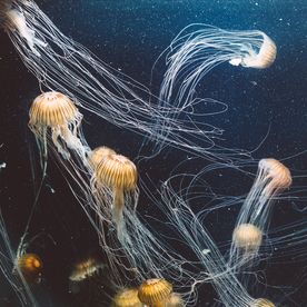 水母