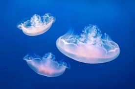 水母