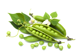 豌豆