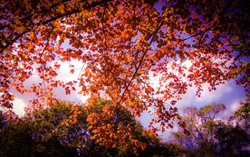 风景