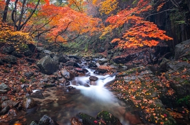 风景