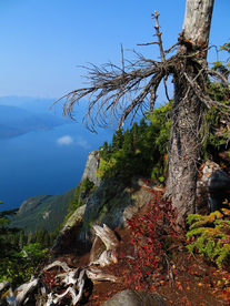 风景