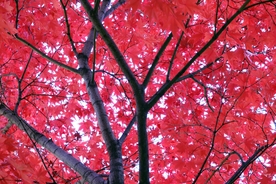 秋景