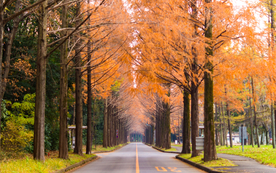 秋景