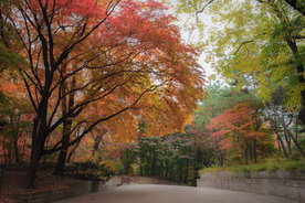风景