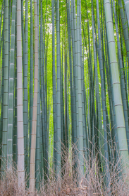 竹林