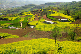 陇南油菜花