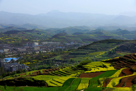 陇南油菜花
