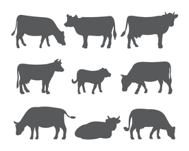 各种各样的牛剪影形态