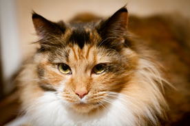 猫