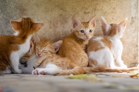 猫