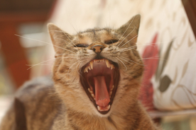 猫