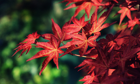 红枫
