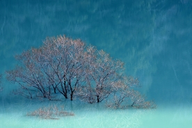 风景