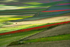 风景